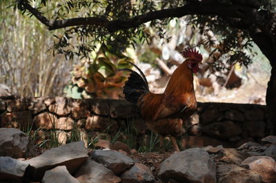 View of a bird on rock