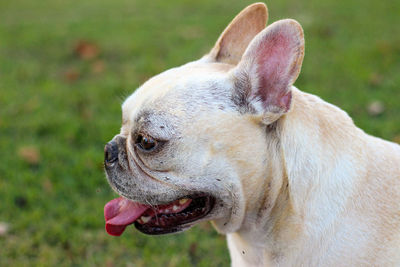 Close-up of dog looking away