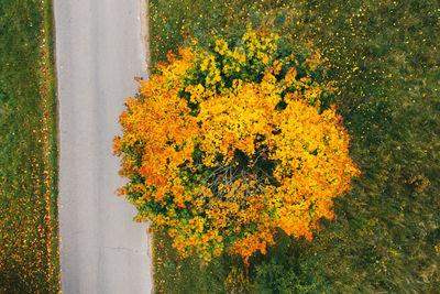 Autumn view of a maple tree standing near the road