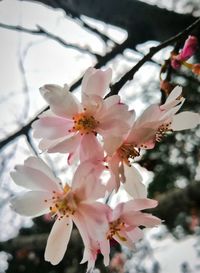 Close-up of cherry blossoms in spring