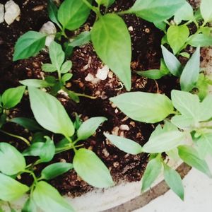 High angle view of plants growing on field