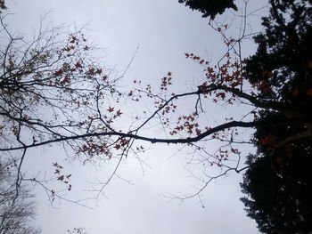Low angle view of silhouette tree against sky