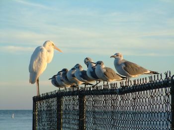 Seagulls perching on railing by sea against sky