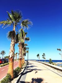 Palm tree by sea against clear blue sky