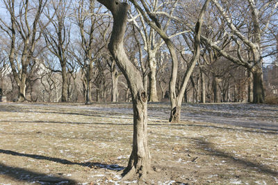 Bare trees on snow covered landscape