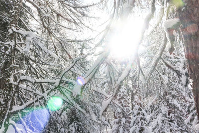 Close-up of snow covered trees