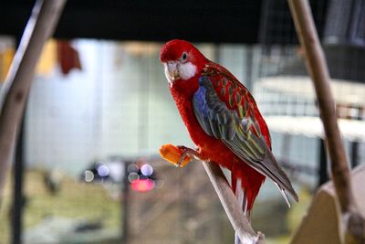 Close-up of parrot perching