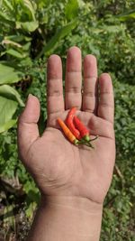 Hand's farmer who is picking ripe red chilies