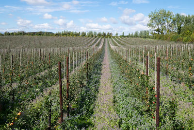 Scenic view of vineyard against sky