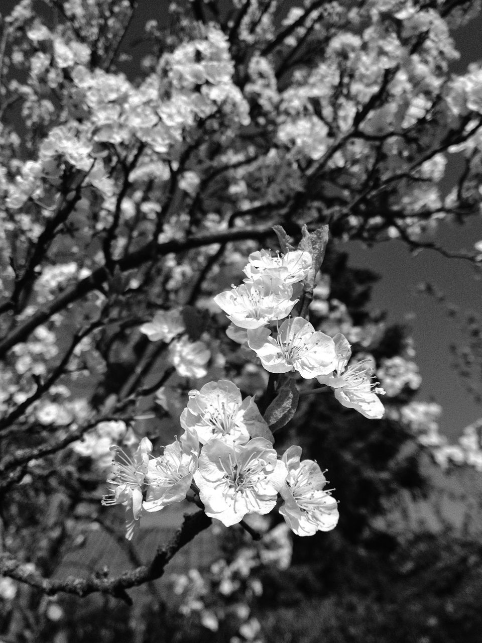 leaf, growth, fragility, freshness, nature, flower, close-up, beauty in nature, focus on foreground, branch, season, plant, tree, petal, outdoors, no people, day, twig, tranquility, botany