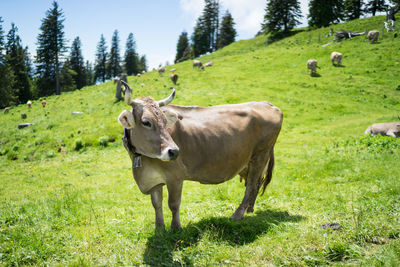 Cow on field against sky