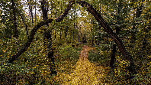 Trees in forest