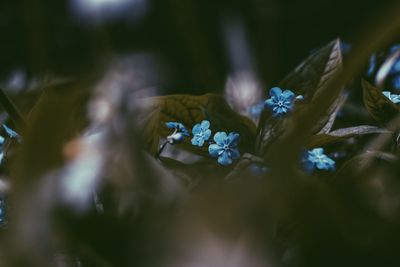 Close-up of purple flowers