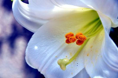 Close-up of white flowering plant