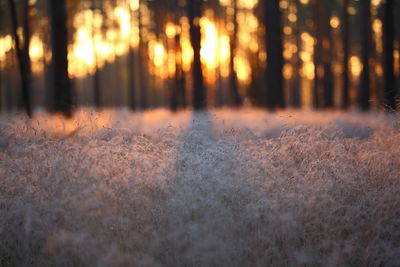 View of trees in forest during sunset