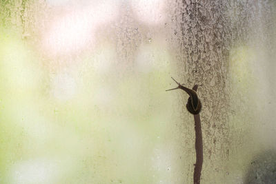 Close-up of insect on water