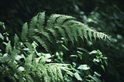 Green fern in the forest