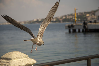 Seagull flying over sea