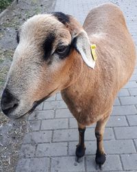 Close-up portrait of a sheep