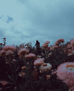 Close-up of flowering plants on field against sky