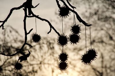 Close-up of silhouette plants against sky