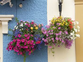 Close-up of pink flowers blooming outdoors