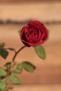 Close-up of red rose