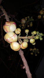 Close-up of fruits growing on tree