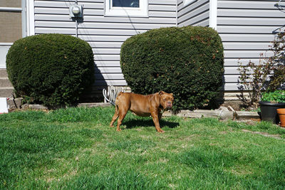 Dog standing in park