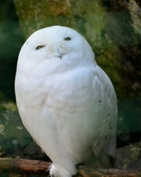 Close-up of bird perching outdoors