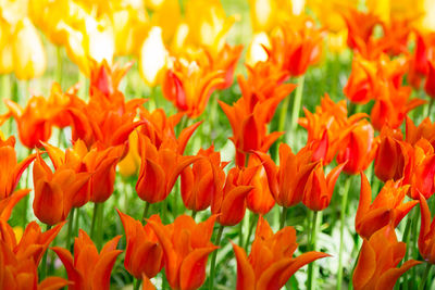 Flowers tulips. glade of red, pink and white fresh tulips. colorful tulips in the keukenhof garden