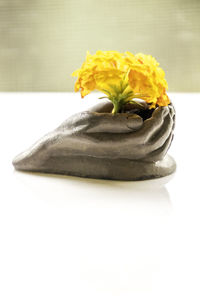 Close-up of yellow rose on white table