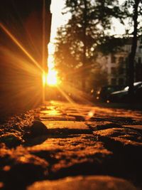 Sun shining through trees