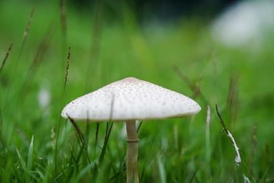 Close-up of mushroom growing on field