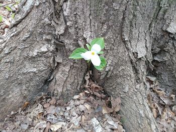 Close-up of flower growing on tree trunk