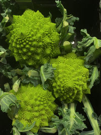 Close-up of green plants