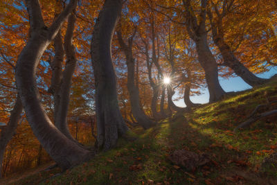 Sunlight streaming through trees in forest during autumn