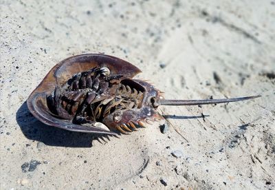 High angle view of crab on beach