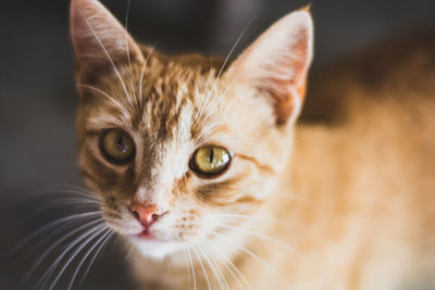 Close-up portrait of cat