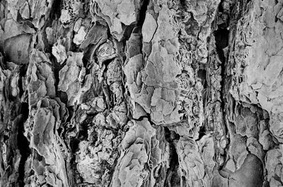 Full frame shot of tree trunk