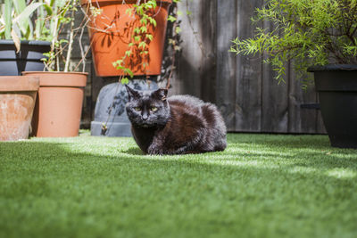 Cat in backyard