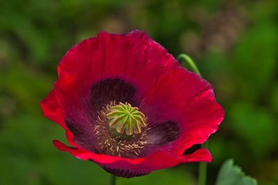 Close-up of red poppy flower