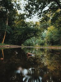 Reflection of trees in lake