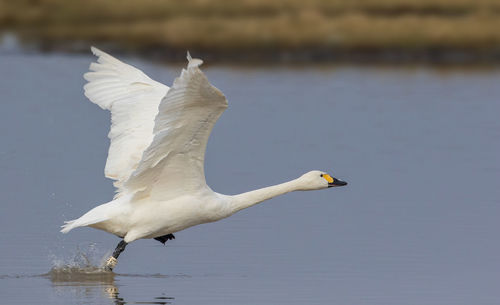 Whooper swan taking off from lake