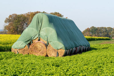 Scenic view of farm against clear sky