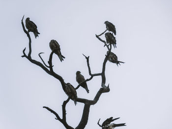Low angle view of bird perching on a tree