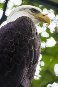 Close-up of eagle perching on tree