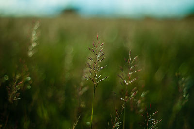 Close-up of fresh plant in field