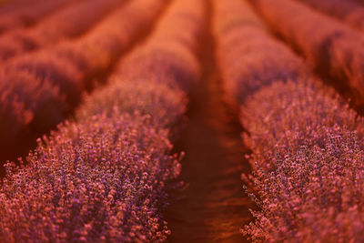 Close up of bushes lavender blooming scented fields on sunset. lavender purple aromatic flowers 