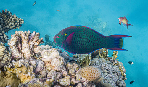 Unrealistically beautiful underwater world of the red sea